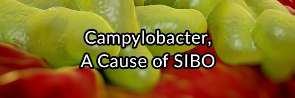 Campylobacter, A Cause of SIBO