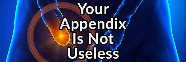 your-appendix-not-as-useless-as-you-were-misled-to-believe