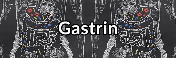 Gastrin - Important Hormone for Stomach Health and Preventing Reflux