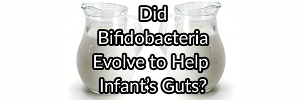 Did Some Strains of Bifidobacteria Evolve To Help Improve Human Infant